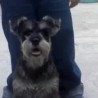 BOGY